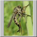 Neoitamus cyanurus - Raubfliege w10.jpg